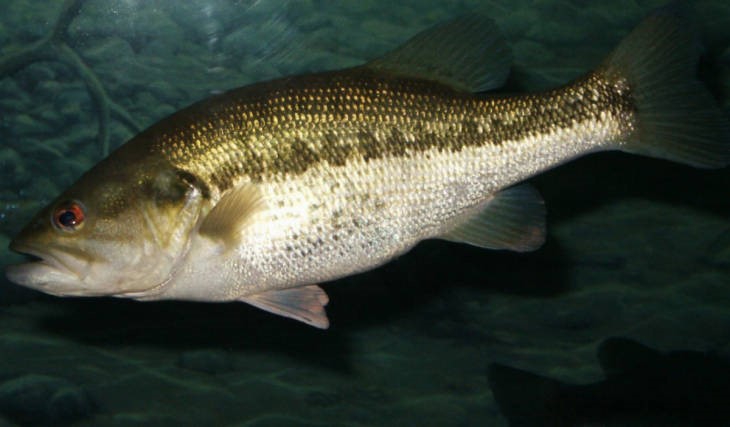 A largemouth bass shown in profile underwater
